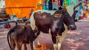 Image of a cow ready for Online Gau Daan