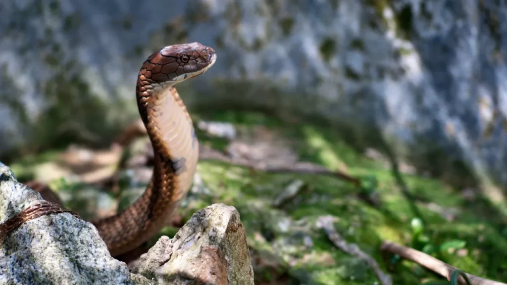 Kaal Sarp Pooja Haridwar