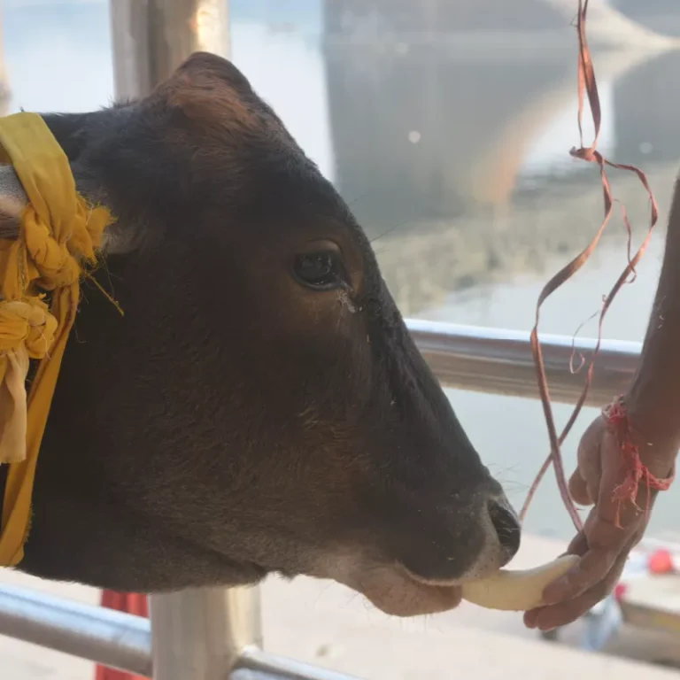 Devotee performing gau Daan in Gaya-Pind daan Gaya Platinum Package with Gau Daan