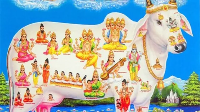 Image of Online Gau Daan- Gau daan