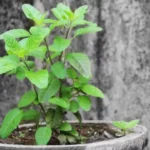 तुलशी चालीसा