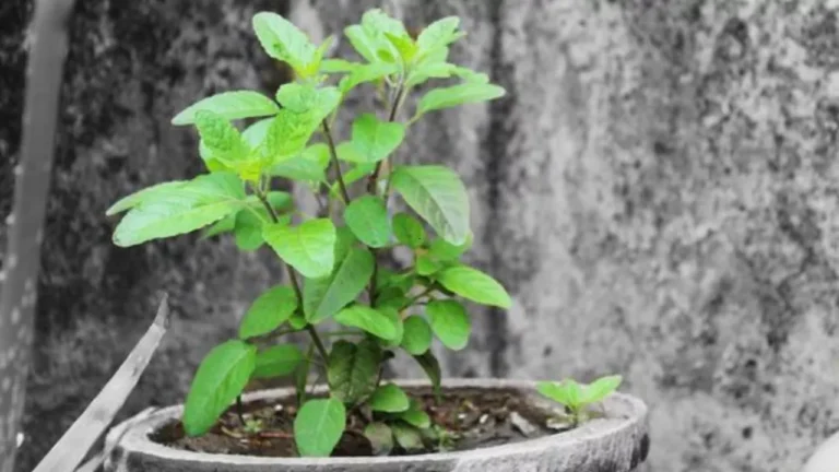 तुलशी चालीसा